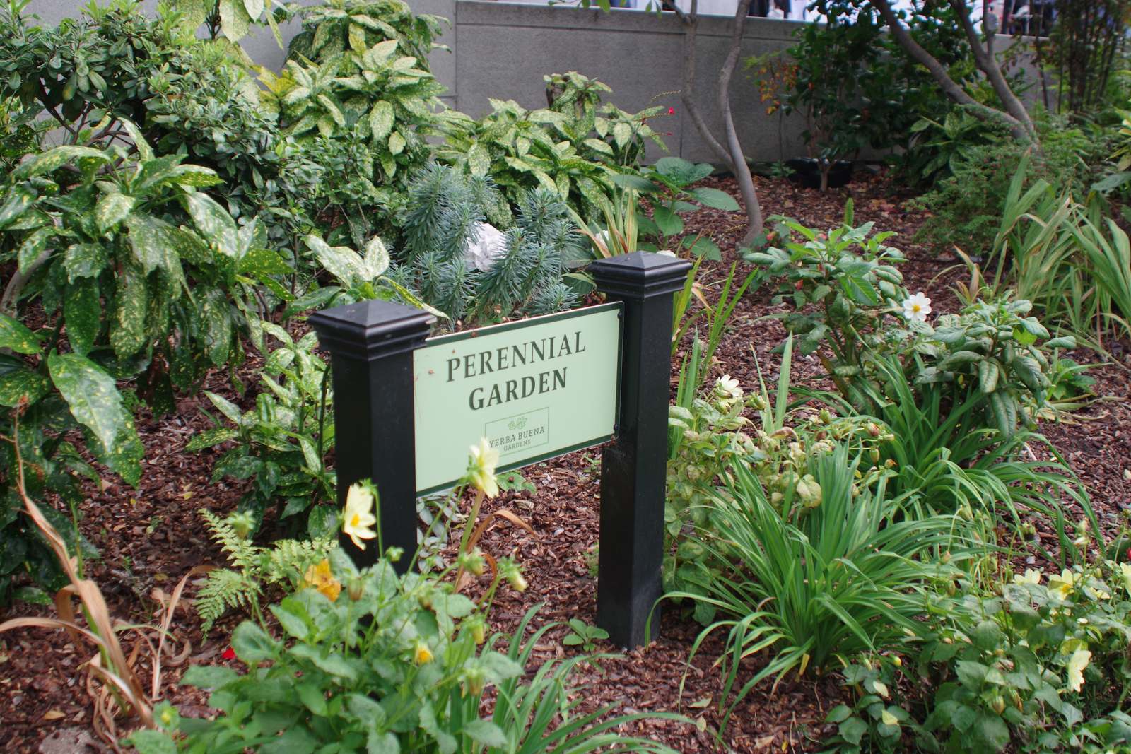 Perennial 1