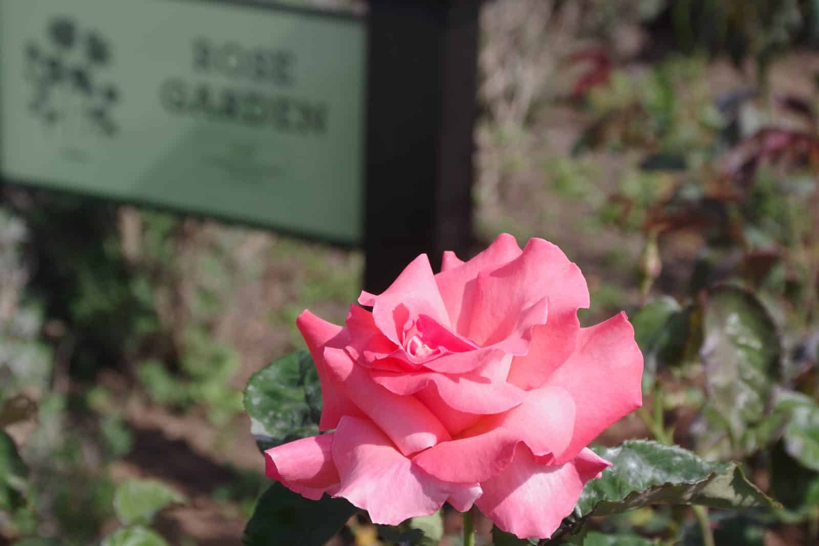 Rose 1