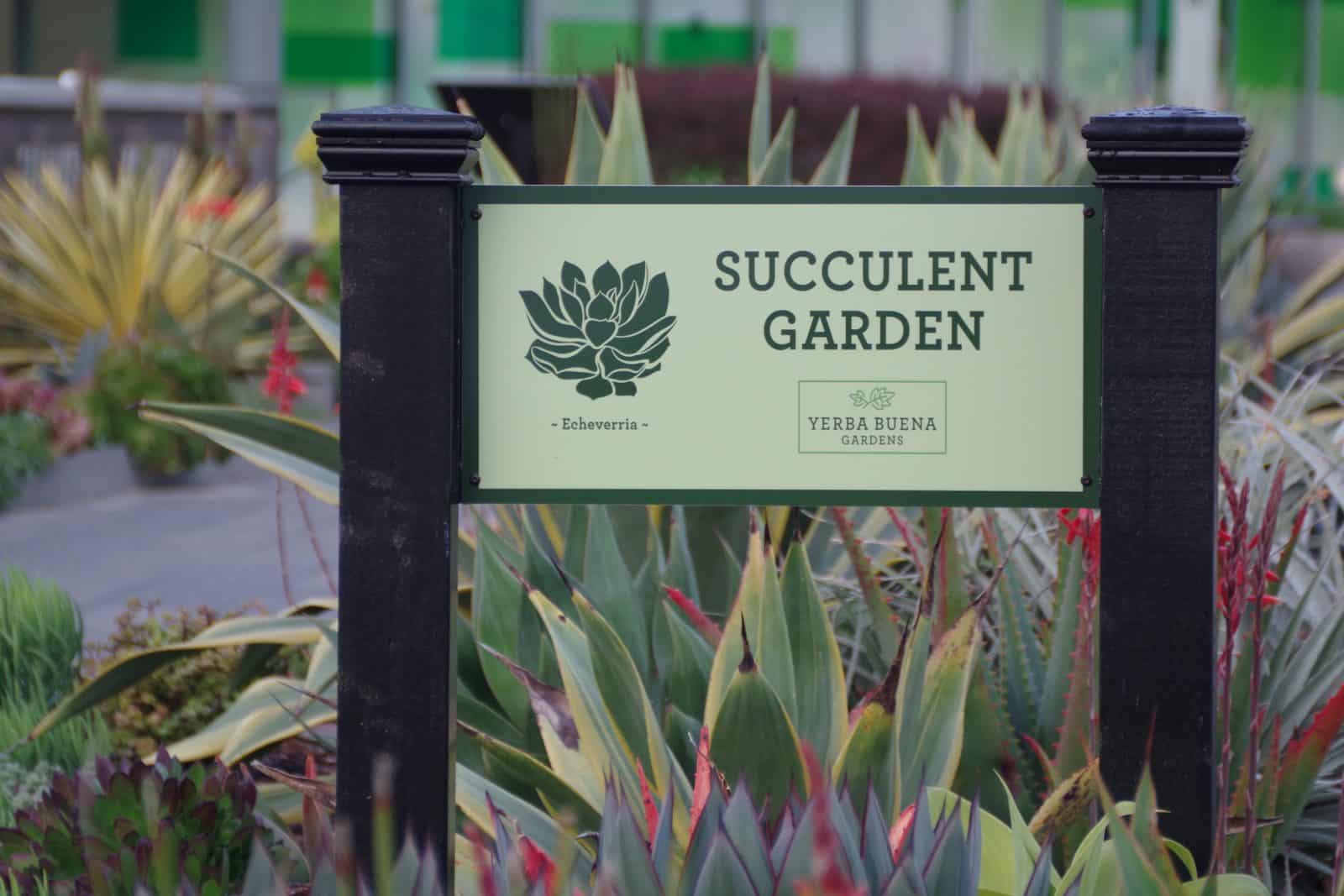 Succulent 1