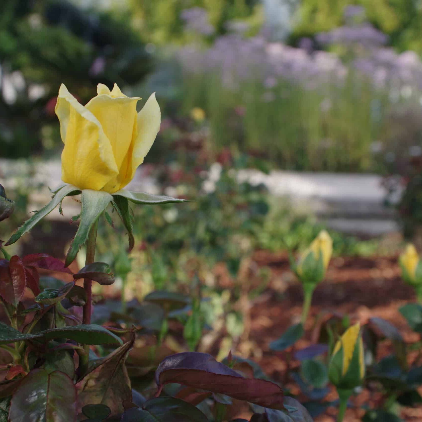 The Rose Garden